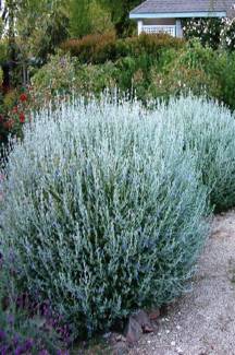 50 ADET ZEYTİN ÇALISI ÇİT BİTKİSİ Teucrium Fruticans.40-60 cm