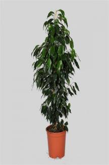 Ağlayan İncir(Ficus Benjamin) 60-80 cm