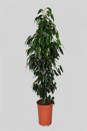 Ağlayan İncir(Ficus Benjamin) 60-80 cm - 0