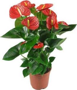 Antoryum (Anthurium ) Ev Dekorasyon Çiçeği