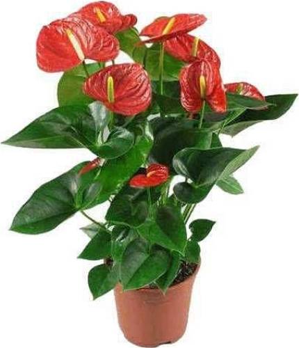 Antoryum (Anthurium ) Ev Dekorasyon Çiçeği - 0