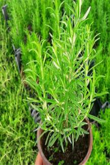 Biberiye(Rosmarinus officinalis L.) 9 Adet 15-20 CM