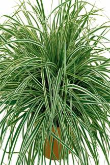 Carex oshimensis Everest, Saksıda