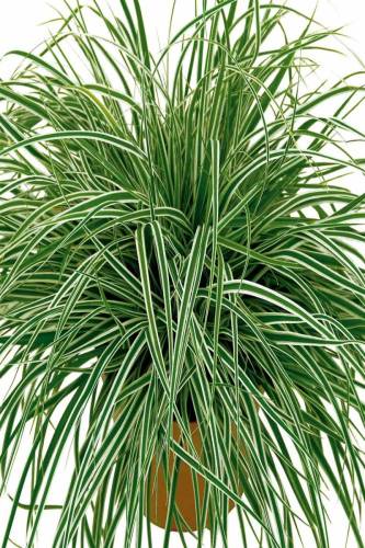 Carex oshimensis Everest, Saksıda - 0