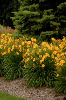 Gün Güzeli(Hemerocallis) Fidesi Saksıda