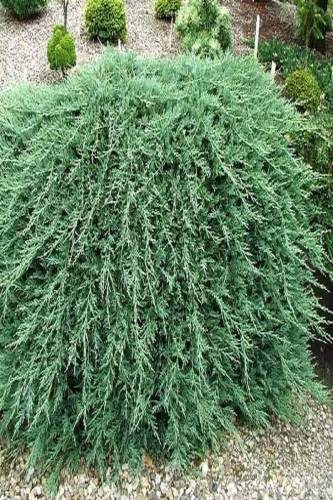 (juniperus Horizontalis) Yatık Ardıç Fidanı (30-40 Cm) - 0