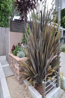 Phormium tenax Bronze Baby Bodur Yeni Zelanda Keteni, +40 cm