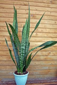 Sansevieria Paşa Kılıcı 40-60 cm