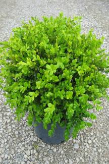 Şimşir 20-40 cm(Buxus Japonica Rococo )