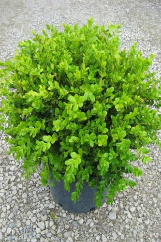 Şimşir 20-40 cm(Buxus Japonica Rococo ) - 0