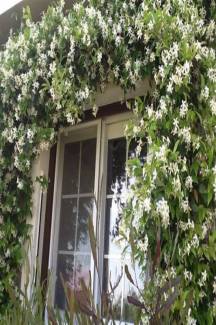 Star Arap Yasemini,Rhyncospermum jasminoides +100 cm Saksıda